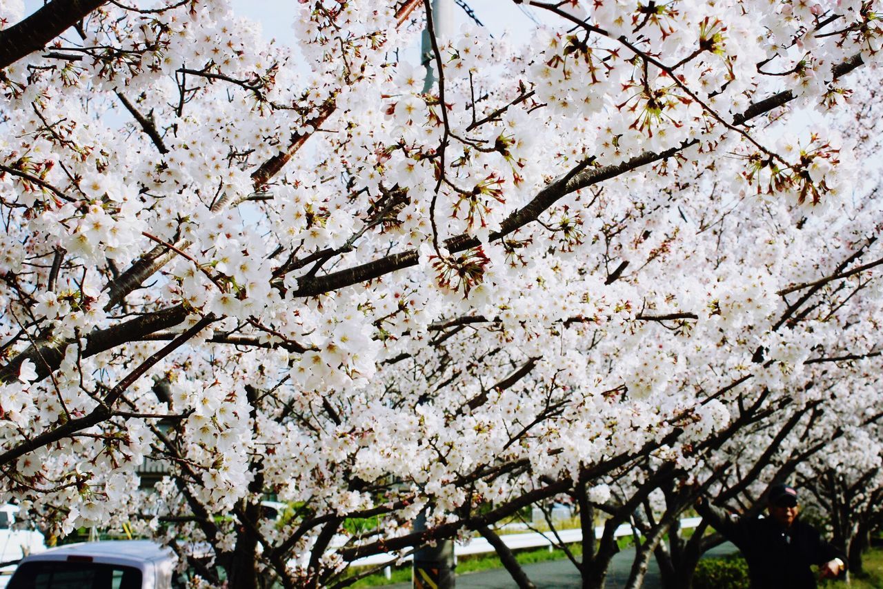 tree, nature, no people, branch, blossom, growth, outdoors, low angle view, day, sky, flower, freshness, fragility, close-up, beauty in nature