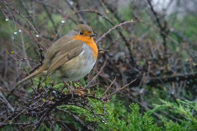 Close-up of bird perching on a tree