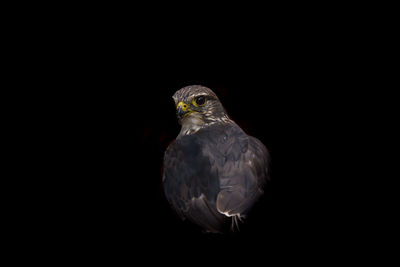 Close-up of eagle against black background
