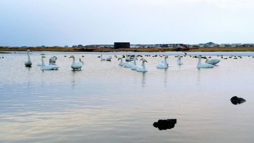 White swans swimming in lake against sky