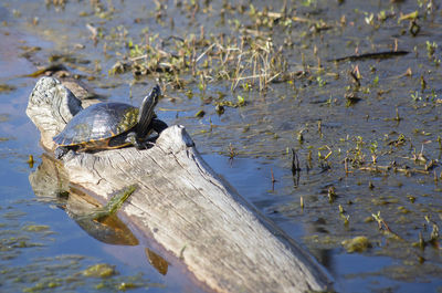 River cooter turtle pseudemys concinna on a log in a swamp
