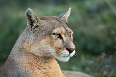 Close-up of lioness