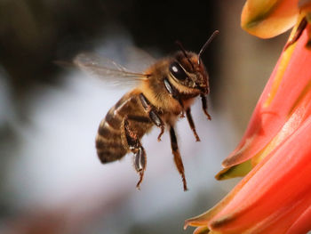 Close-up of bee pollinating on flower