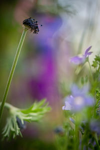 Close-up of insect on purple flower