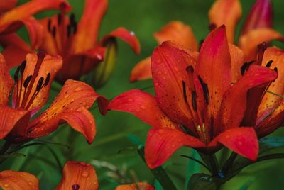 Close-up of red lilies
