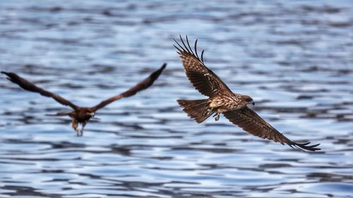 Black kites  flying over sea