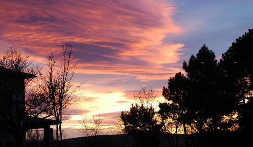 Silhouette of trees at sunset