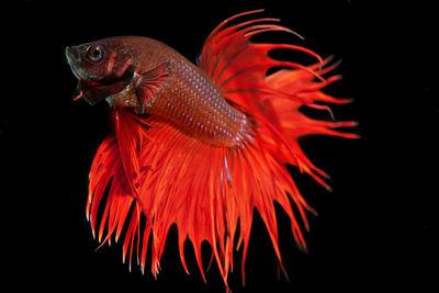 Close-up of fish swimming in aquarium