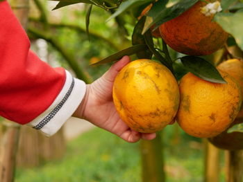 Big ripe orange on its branch in an orchard being collected / picked / in a little baby girl's hand