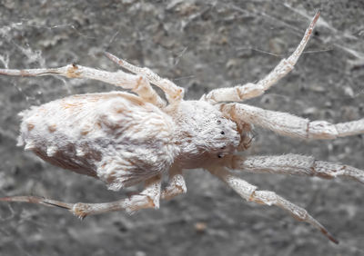 Close-up of insect on twig