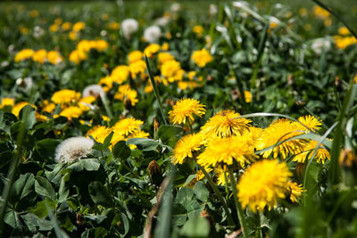 Close-up of yellow flowering plants on field