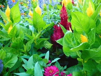 Full frame shot of pink flowers