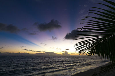 Close up of palm tree leaf at sandy beach during orange sunset