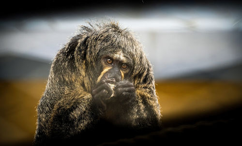 Portrait of a white-faced monk saki aka pithecia pithecia pithecia while eating