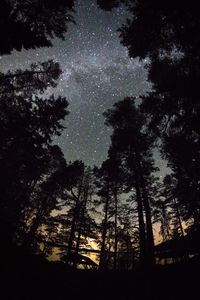 Low angle view of silhouette trees against sky at night