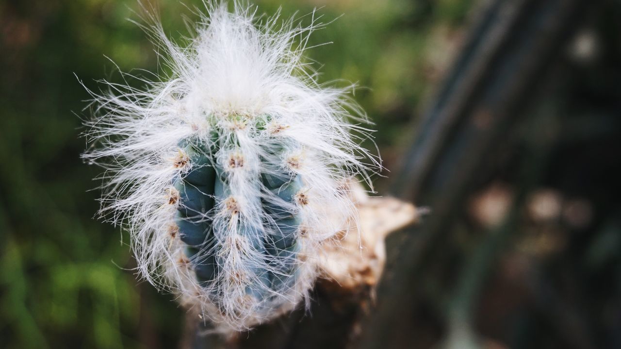 nature, beauty in nature, outdoors, close-up, fragility, focus on foreground, growth, plant, day, no people, dandelion seed, flower, seed