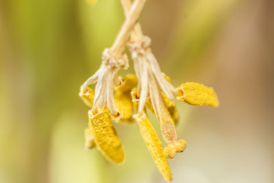 Close-up of yellow flower