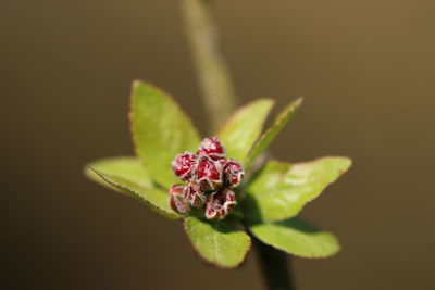 Close-up of red flower bud