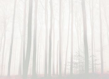 View of bare trees in forest during winter