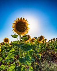 Sunflower against clear sky