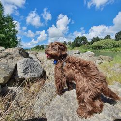 Dog looking away on rock