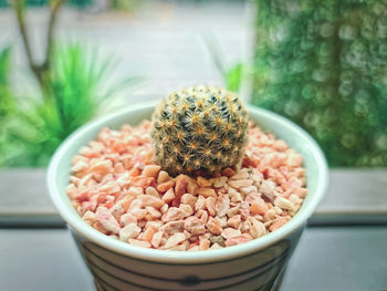 Close-up of succulent plant on table