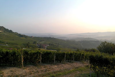 Scenic view of field against clear sky