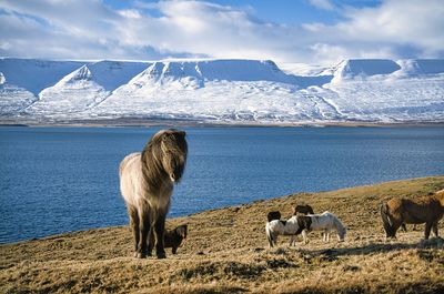 A single icelandic horse in front of some other horses. a sunny day with some clouds in the sky. 