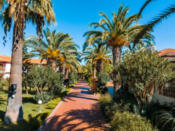 Luxurious beach resort with swimming pool and beach chairs and palm trees.