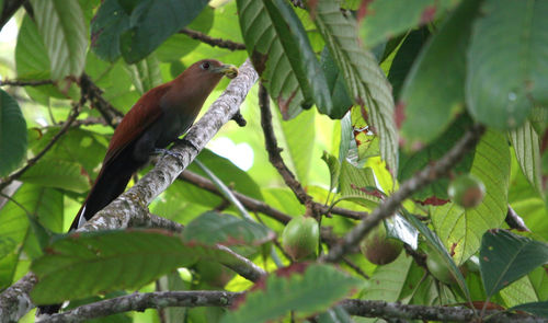 Close-up of bird perching on tree