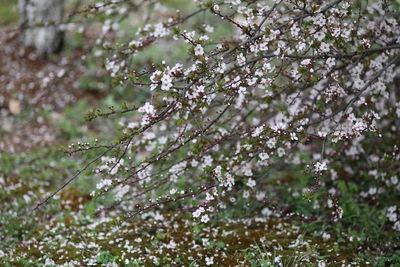 Close-up of cherry blossoms in spring