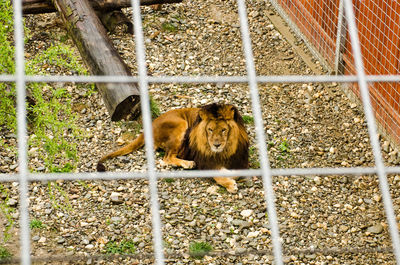 Portrait of monkey sitting in cage