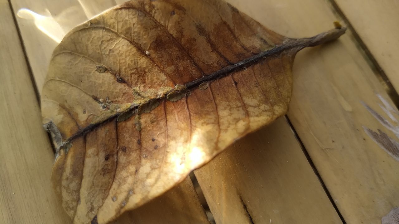 HIGH ANGLE VIEW OF LEAVES ON TABLE