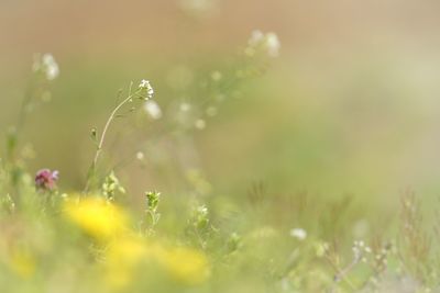 Close-up of flowering plant on field