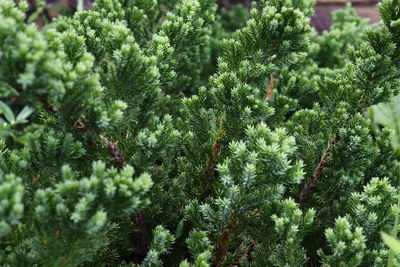 Close-up of pine tree