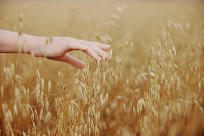 Close-up of hand touching wheat plants on field