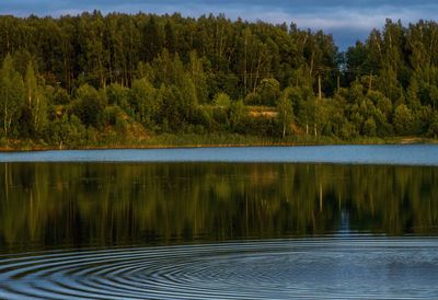 Scenic view of lake by trees in forest