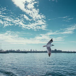 Seagull flying over sea against sky