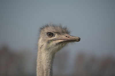 Close-up of ostrich against clear sky