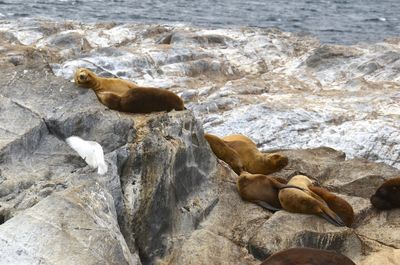 High angle view seals lying on rocks