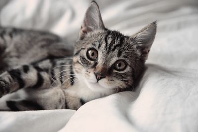 Close-up portrait of tabby cat