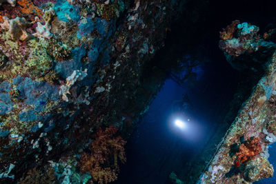 High angle view of tree trunk