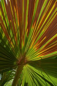 Full frame shot of palm leaf