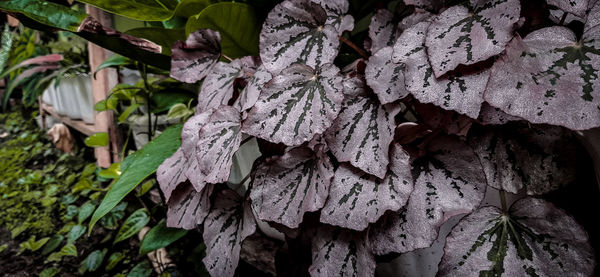 Close-up of wilted plant leaves on land