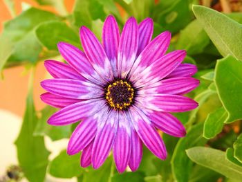 Close-up of osteospermum blooming outdoors