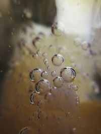 Close-up of jellyfish in water