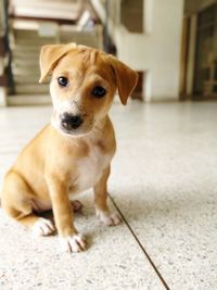 Portrait of puppy sitting on floor at home