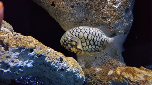 View of turtle in sea