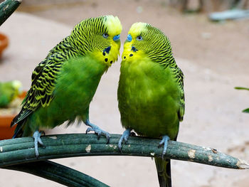 Close-up of parrot perching on branch