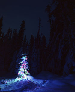 Illuminated trees against sky at night during winter